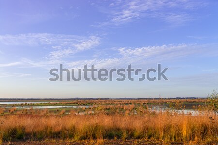  the moorland in the autumn  Stock photo © Dar1930