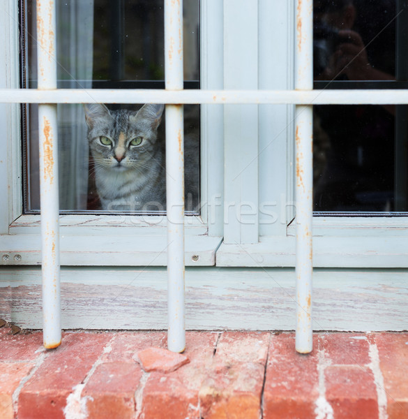 Foto stock: Gato · ventana · naturaleza · blanco · animales · solitario
