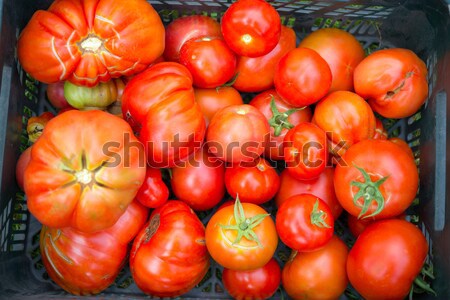 The tomato (Solanum lycopersicum) Stock photo © Dar1930