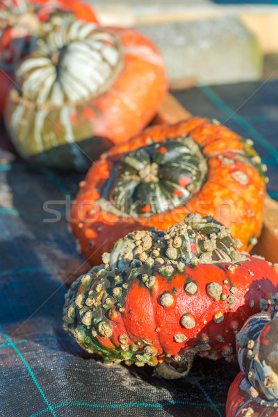 Turban miąższ charakter owoców pomarańczowy zielone Zdjęcia stock © Dar1930
