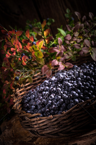 European blueberry Stock photo © Dar1930