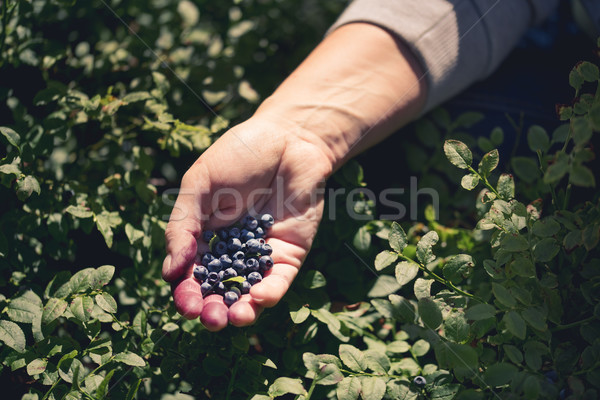 blueberry collect Stock photo © Dar1930