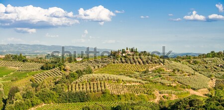 Stock photo: vineyards in Tuscany