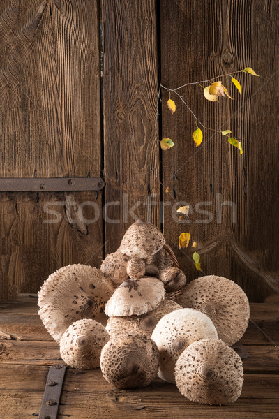 parasol mushroom (Macrolepiota procera) Stock photo © Dar1930
