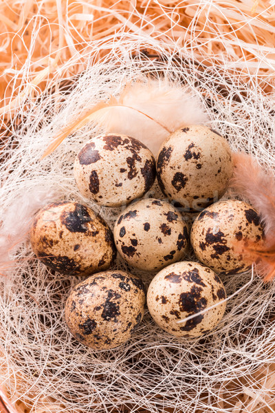 quail's eggs Stock photo © Dar1930