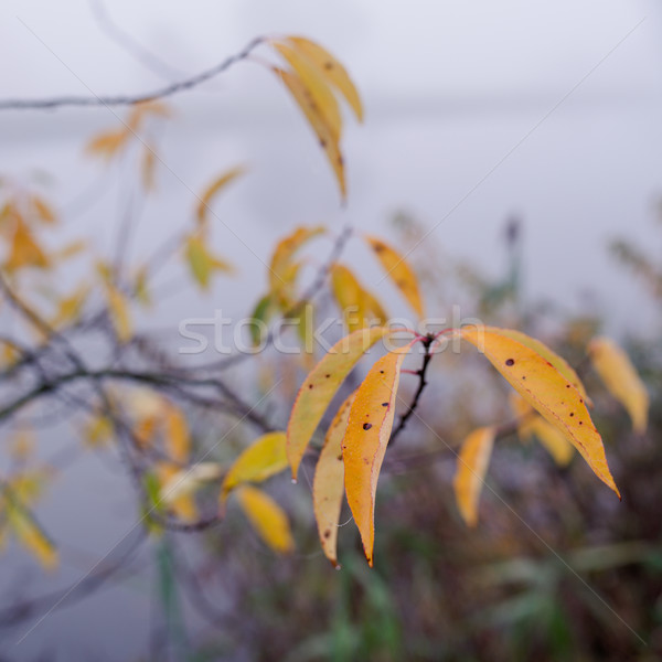 fog at the river  Stock photo © Dar1930