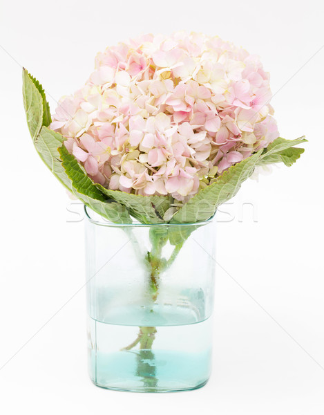 Vidro branco flores textura amor natureza Foto stock © darkkong