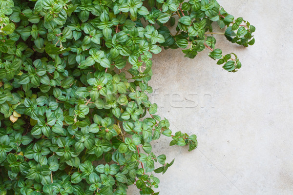a ivy on a wall Stock photo © darkkong
