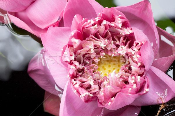 Rosa lótus água jardim beleza Foto stock © darkkong