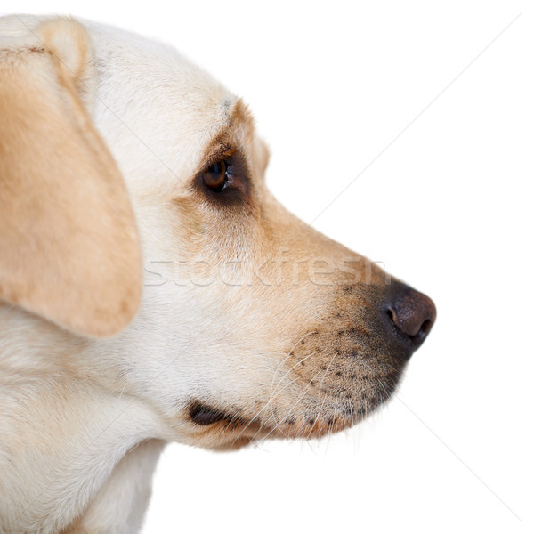 Profile portrait of a golden labrador Stock photo © dash