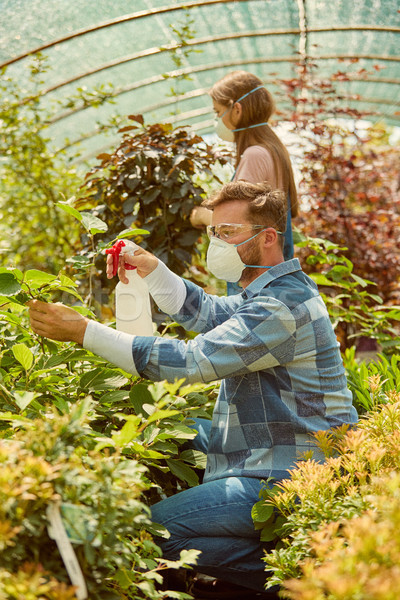 People fertilizing plants in greenhouse Stock photo © dash