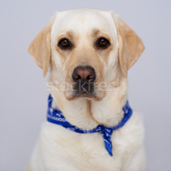 Przystojny złoty labrador labrador retriever niebieski posiedzenia Zdjęcia stock © dash