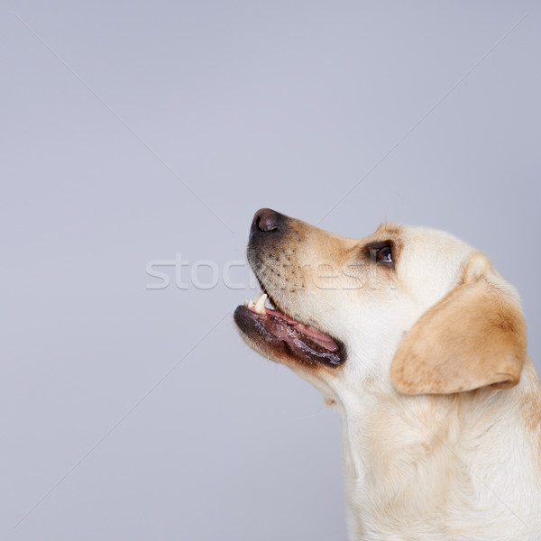 Golden labrador retriever Stock photo © dash