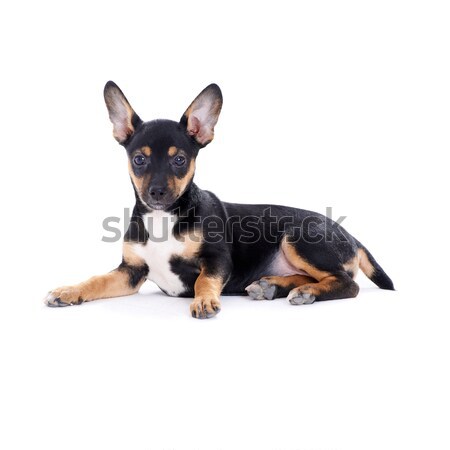 Young black coat puppy dog isolated on white Stock photo © dash