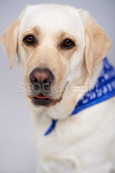 Closeup portrait of a golden labrador Stock photo © dash
