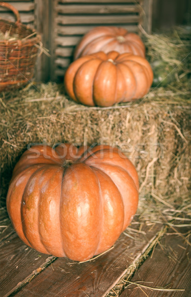 Close up of halloween pumpkins  Stock photo © dashapetrenko