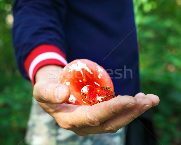 Stock fotó: Ehető · gombák · kezek · férfi · természet · zöld