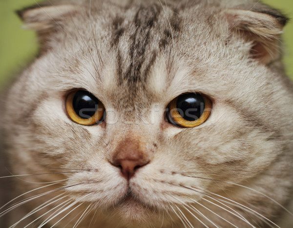 Portrait of the scottish fold cat Stock photo © dashapetrenko