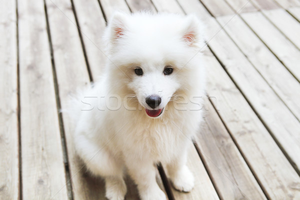 Funny Samoyed puppy  Stock photo © dashapetrenko