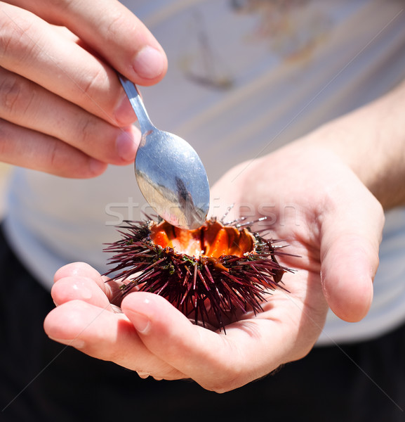 Man holding a sea urchin for eating it on the beach Stock photo © dashapetrenko