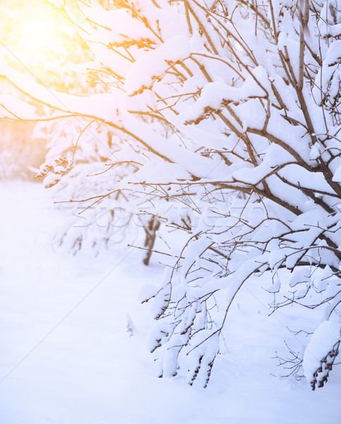 Snow footpath, trees in the snow  Stock photo © dashapetrenko