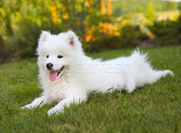 Funny Samoyed puppy in the summer garden  Stock photo © dashapetrenko