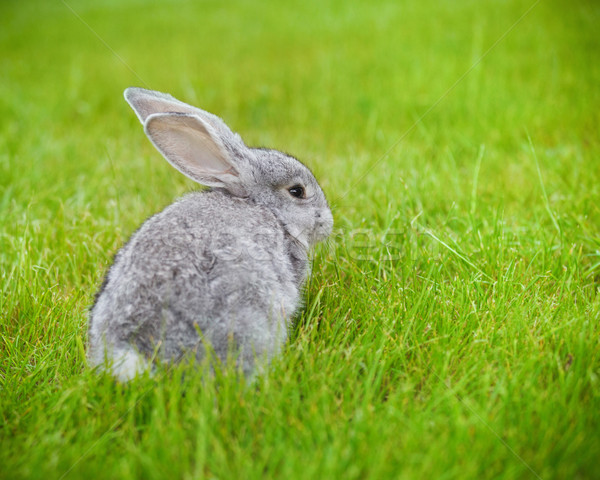 Drăguţ gri iepure iarba verde Paşti Imagine de stoc © dashapetrenko