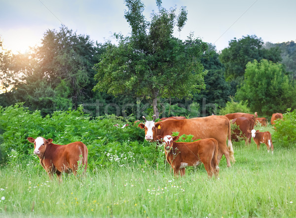 Herd of cows at summer green field Stock photo © dashapetrenko