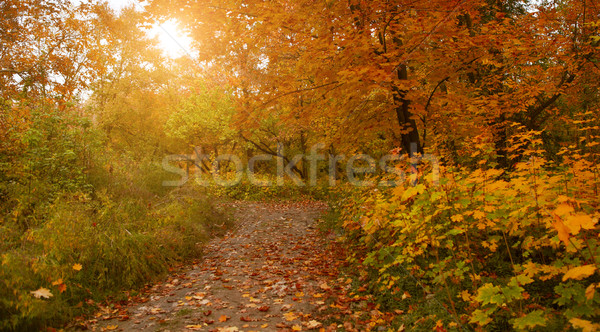 падение дуб листьев живописный осень лес Сток-фото © dashapetrenko