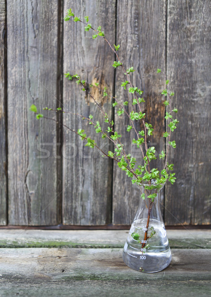 Sprig branch with leaves just blossoming on wooden background  Stock photo © dashapetrenko