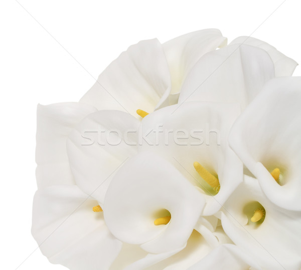 Bunch of Cala Lilies in high key Stock photo © dashapetrenko