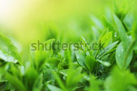 Tea plantation close up background  Stock photo © dashapetrenko