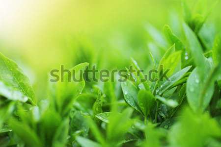 Stock photo: Tea plantation close up background 