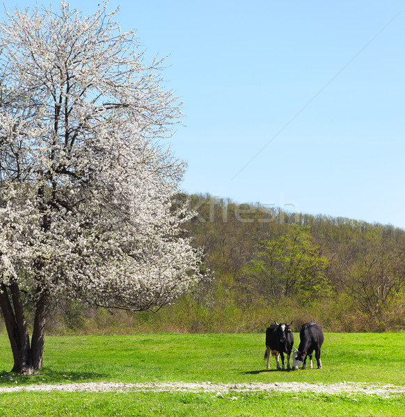 Eenzaam boom twee koeien gras Stockfoto © dashapetrenko