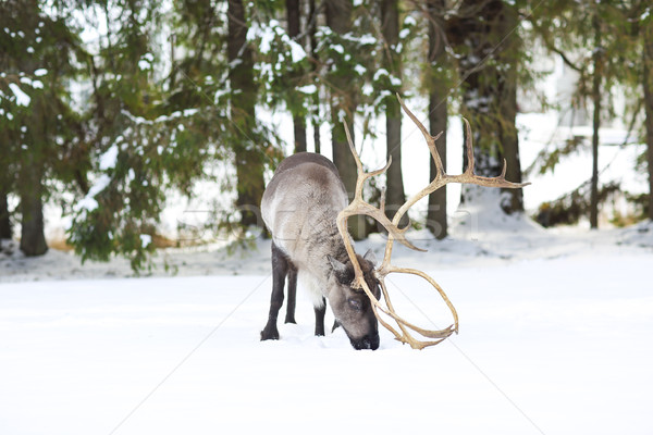 reindeer in its natural environment in scandinavia  Stock photo © dashapetrenko