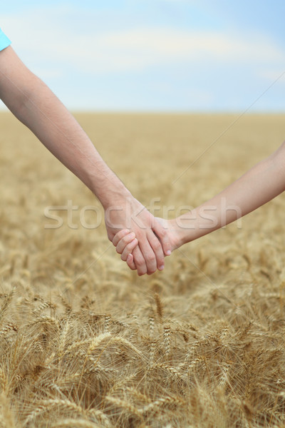 手牽著手 場 手 小麥 商業照片 © dashapetrenko