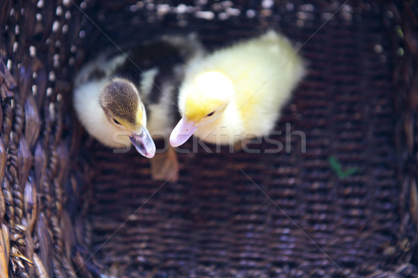 Foto d'archivio: Due · giallo · anatroccolo · esterna · basket