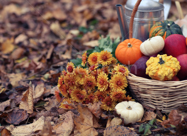 Autumn still life with different pumpkins Stock photo © dashapetrenko