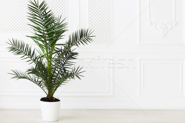 The empty in light tones room with palm plant Stock photo © dashapetrenko