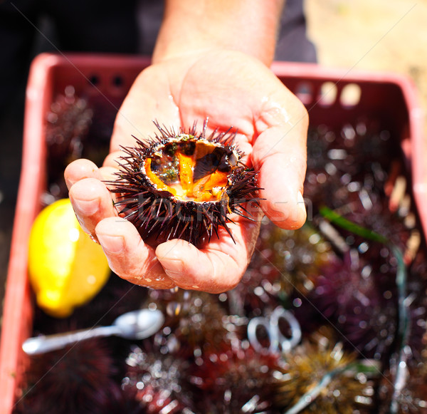 Man holding a sea urchin with lemon for eating it  Stock photo © dashapetrenko