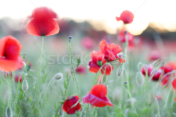 Vermelho campo verão floral flores Foto stock © dashapetrenko