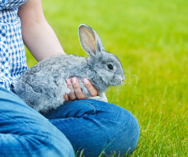 Cute peu gris lapin mains herbe verte Photo stock © dashapetrenko