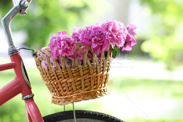 Vintage bicycle with basket with peony flowers Stock photo © dashapetrenko