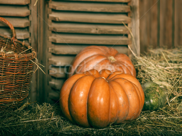 Close up of halloween pumpkins  Stock photo © dashapetrenko