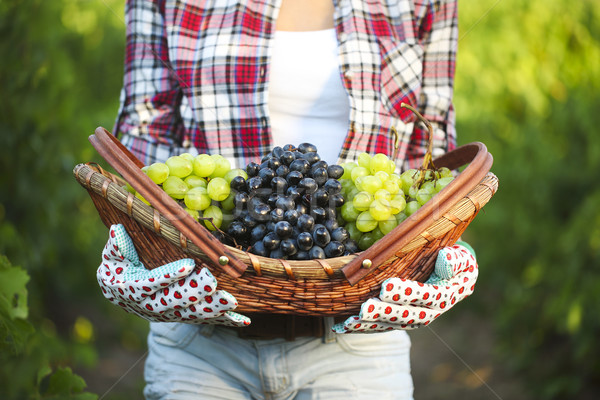 Smiling woman with basket of grapes in the vineyard Stock photo © dashapetrenko
