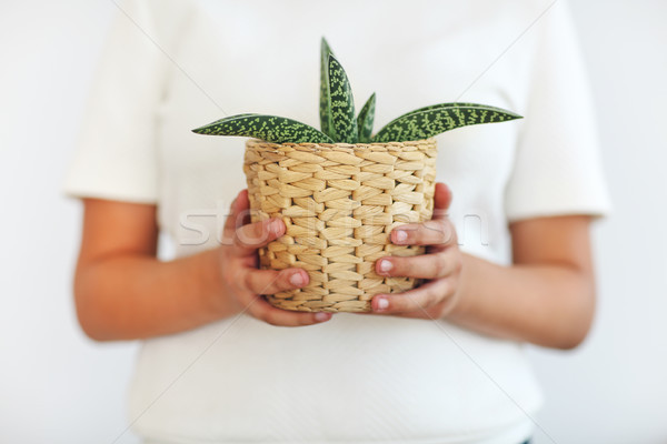 Stock photo: Hands of woman holding green in little flower pot 
