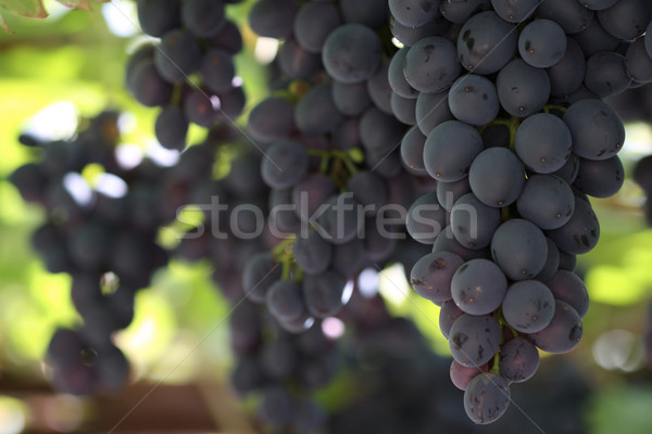Grapes Stock photo © dashapetrenko