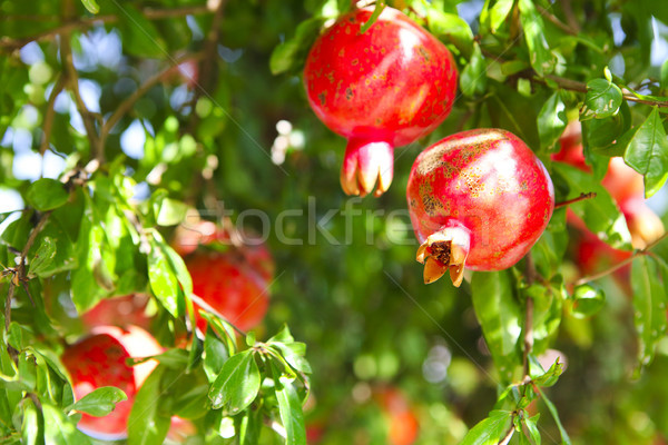 Stockfoto: Granaatappel · boom · vol · rijp · vruchten