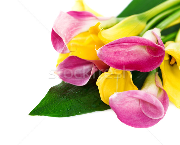 Bunch of yellow and pink cala lilies  Stock photo © dashapetrenko