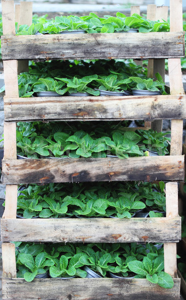 Young green sprouts in wooden box Stock photo © dashapetrenko